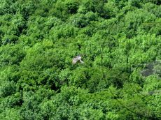 Falco-peregrinus_полёт